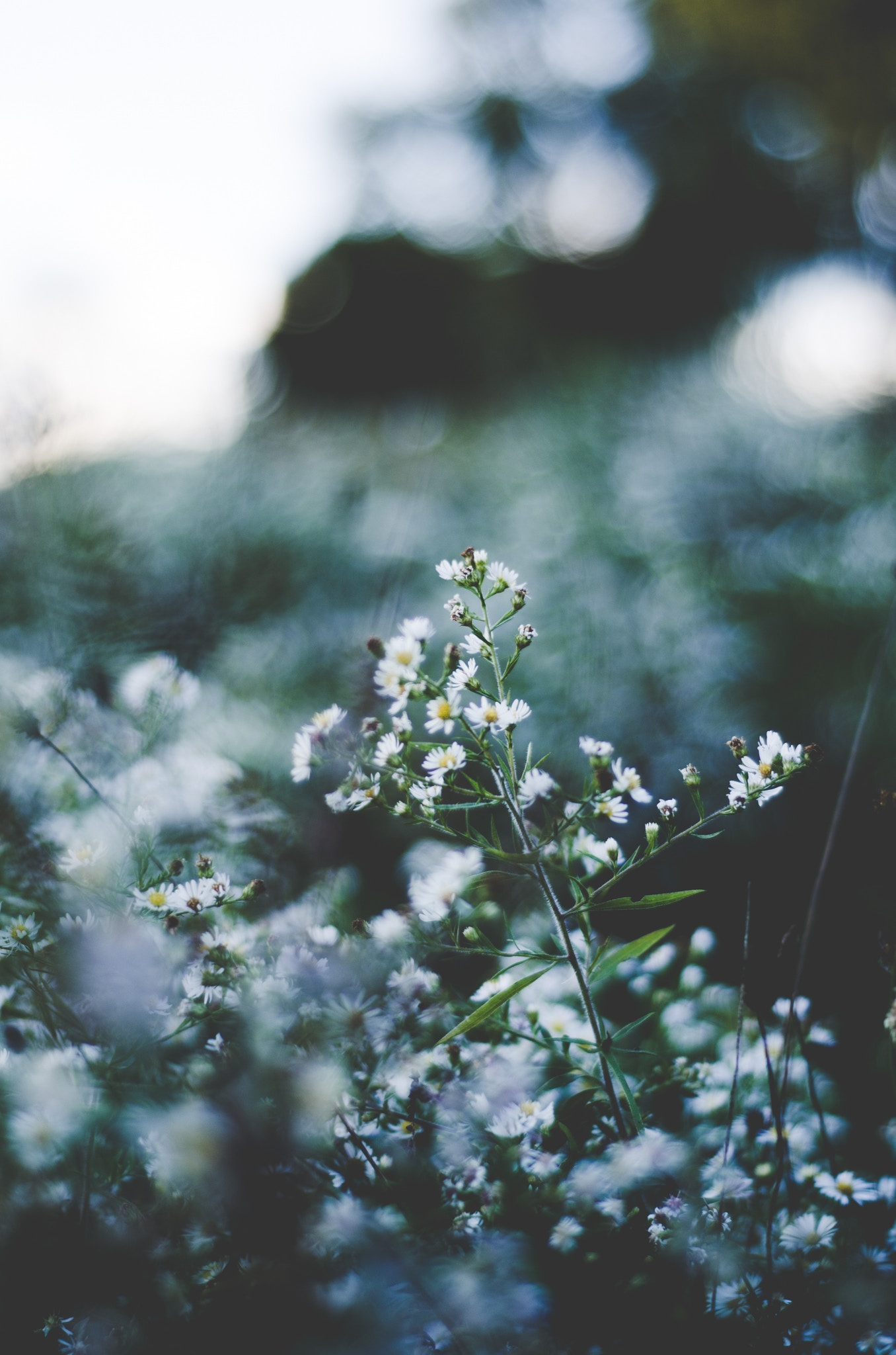 chamomile for hemochromatosis