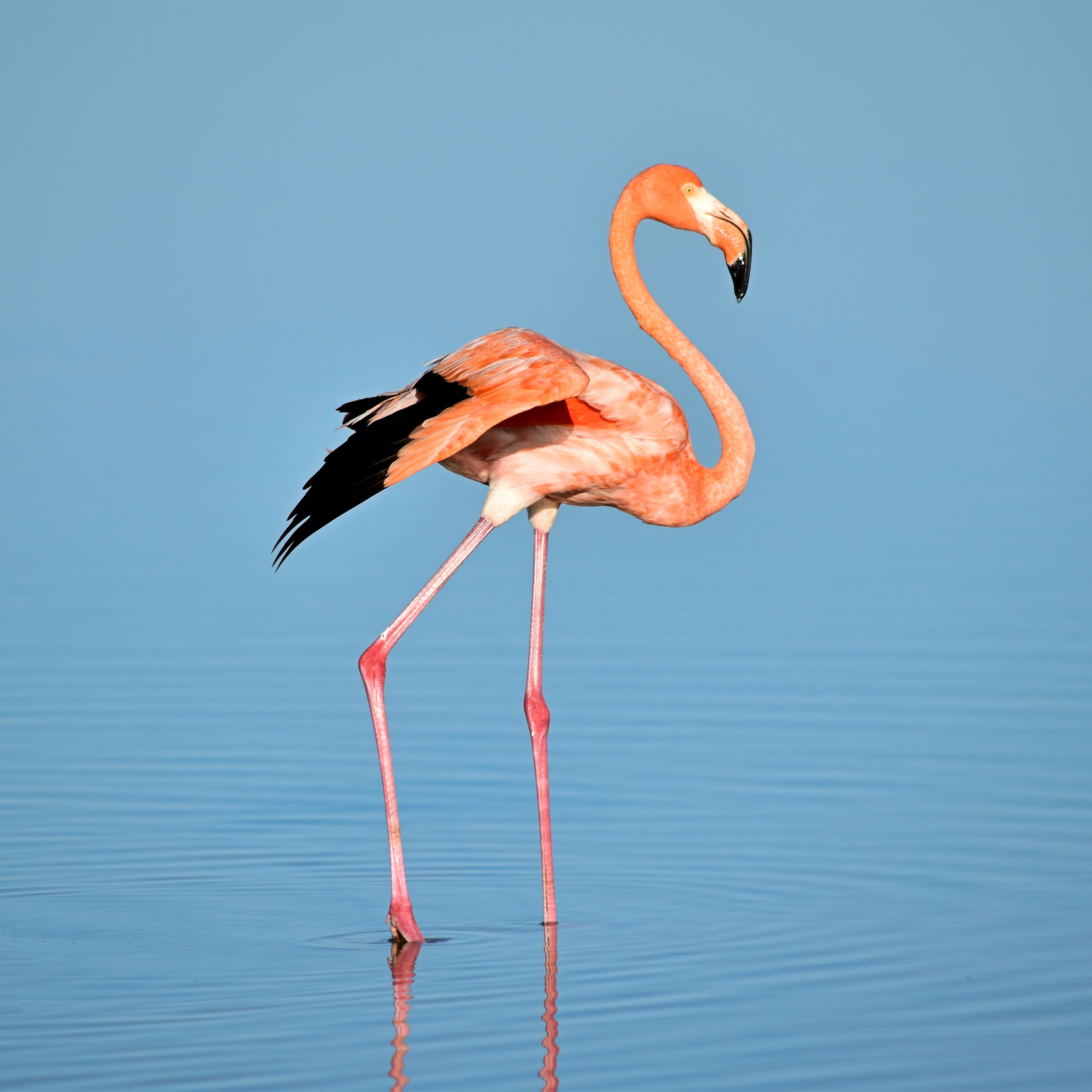 pink flamingo with black tail and black beak standing in blue water