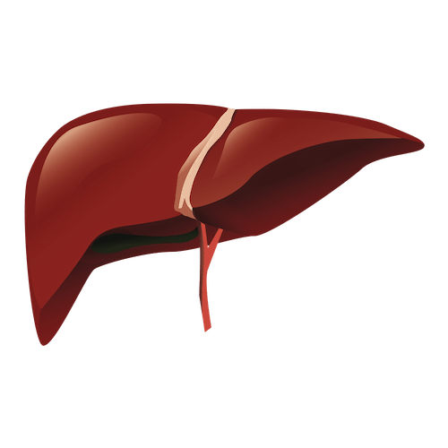 liver health hemochromatosis