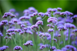 field of purple flowers