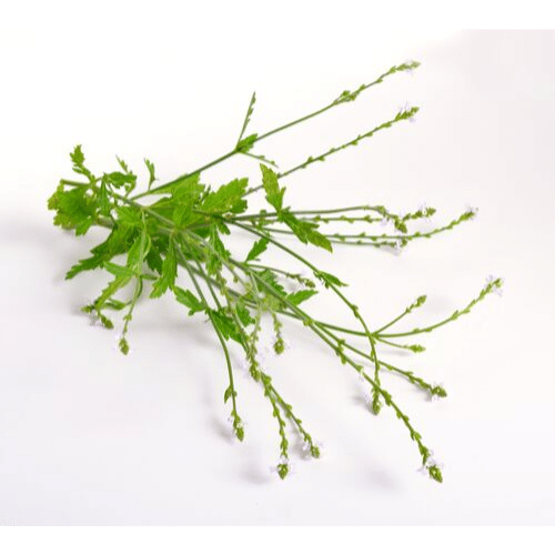 vervain stalks and leaves