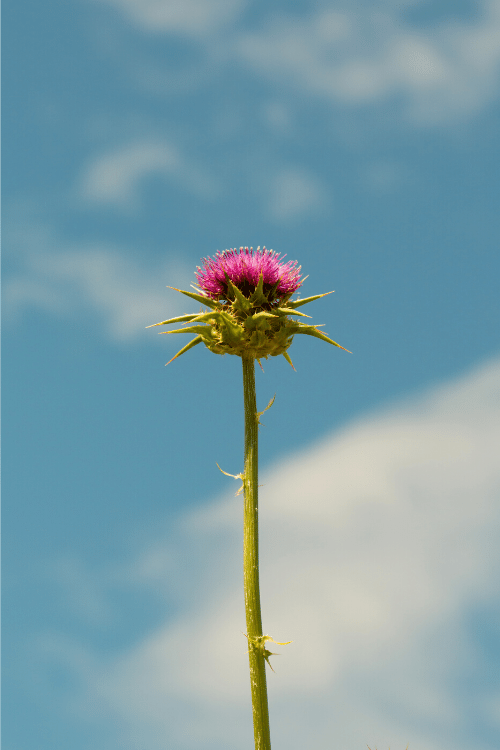 milk thistle with sky background