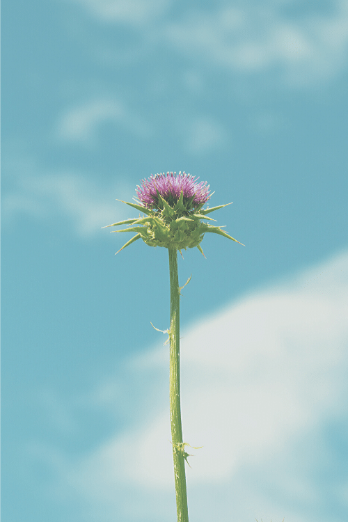 milk thistle with sky background