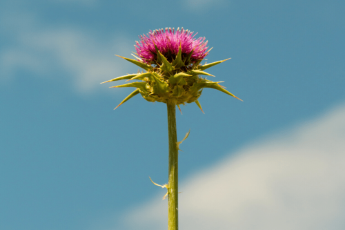 milk thistle with sky background