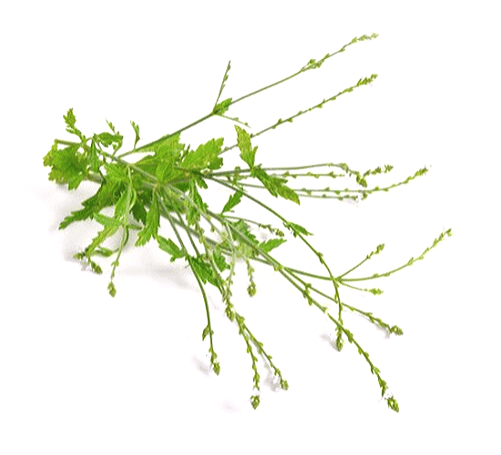 vervain stalks and leaves