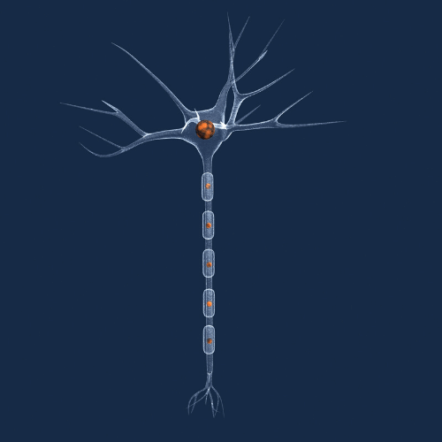 image of neuron