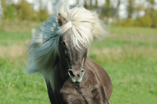Horse with long white mane