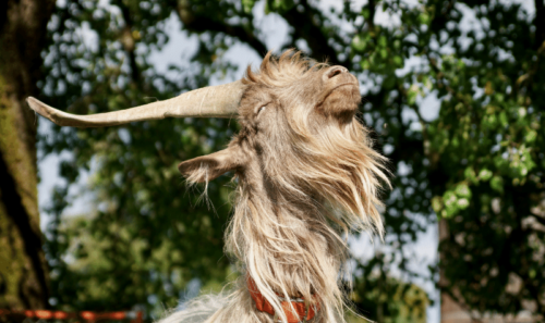 Goat in sunshine