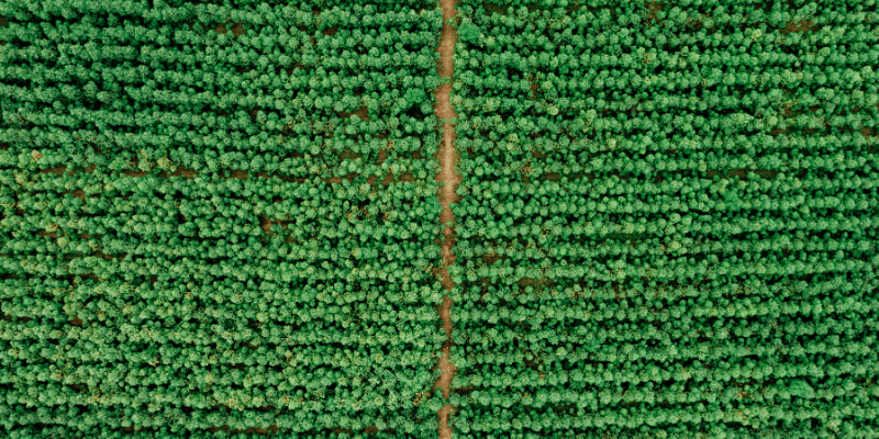 Aerial view of crops