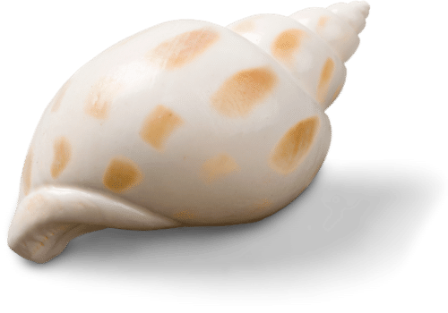 white seashell with beige spots