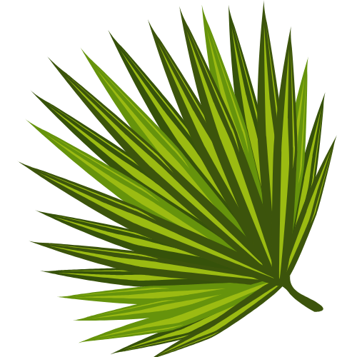 saw palmetto leaf
