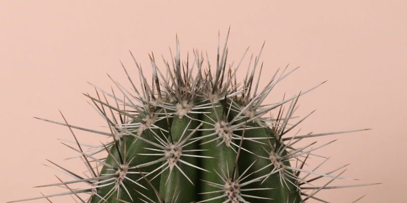 Cactus with spikes