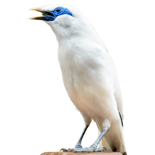 Bali Mynah Bird