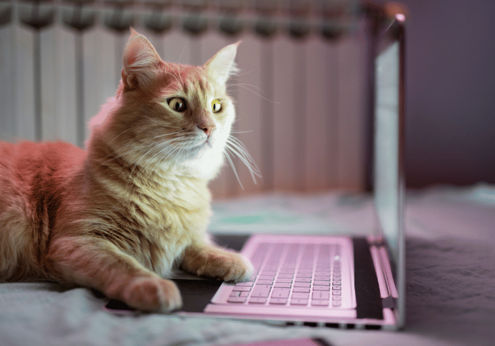 orange cat next to computer